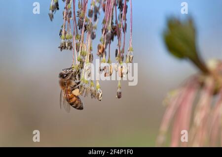 Italien, Lombardei, Box Elder, Biene auf Acer Negundo, Weibliche Blumen im Frühling Stockfoto