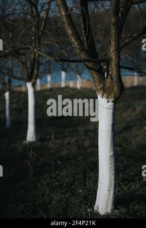 Die vertikale Aufnahme der dünnen Baumstämme an einem düsteren Tag Im Freien Stockfoto