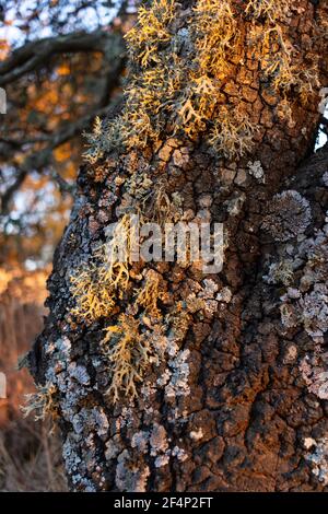 Eichelbaum Rinde, Steineiche, mit Moos in Südandalusien, Spanien Stockfoto