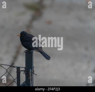 Schwarzer kleiner Vogel, der auf einem Zaunpfosten thront Stockfoto