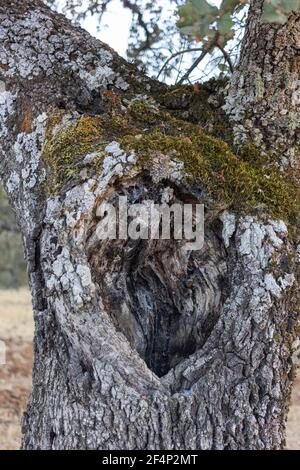 Eichelbaum Rinde, Steineiche, mit Moos in Südandalusien, Spanien Stockfoto