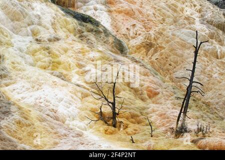 Palettenquelle - Bäume, die vom heißen FrühlingMammoth Springs Yellowstone National Park Wyoming getötet werden. USA LA006963 Stockfoto