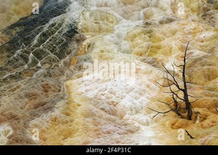 Palettenquelle - Bäume, die vom heißen FrühlingMammoth Springs Yellowstone National Park Wyoming getötet werden. USA LA006965 Stockfoto