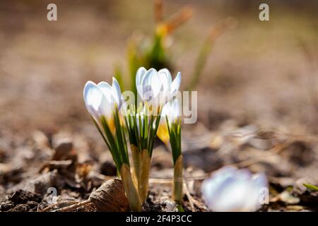 Hintergrund mit einer Familie von weiß-blauen Krokussen in den Strahlen der aufgehenden Sonne im Frühling im Garten. Bokeh. Copyspace. Festliche Frühlingstapete Stockfoto