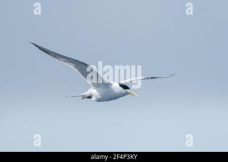 Haubenseeschwalbe, Thalasseus bergii, Erwachsene, die über den Ozean fliegen, Australien Stockfoto