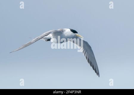 Haubenseeschwalbe, Thalasseus bergii, Erwachsene, die über den Ozean fliegen, Australien Stockfoto