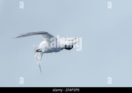 Haubenseeschwalbe, Thalasseus bergii, Erwachsene, die über den Ozean fliegen, Australien Stockfoto