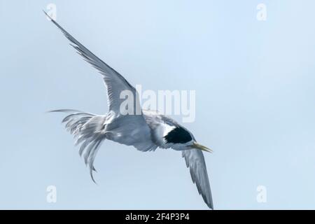 Haubenseeschwalbe, Thalasseus bergii, Erwachsene, die über den Ozean fliegen, Australien Stockfoto