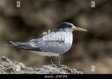 Große Haubenseeschwalbe, Thalasseus bergii, Jungtiere auf Felsen am Strand, Australien Stockfoto