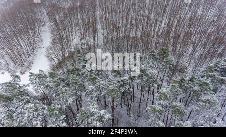 Luftaufnahme eines winterverschneiten Kiefernwaldes. Winterliche Waldstruktur. Luftdrohne Ansicht einer Winterlandschaft.