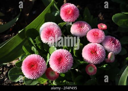 Bellis perennis pomponette ‘Bellissima Rose Bicolor’ Bellis bicolor – rosafarbene und weiße runde Blüten mit dicht gefrästen Blütenblättern, März, England, Großbritannien Stockfoto