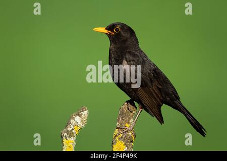 Gemeinsame Amsel Blick auf Zweig im Sommer Natur Stockfoto