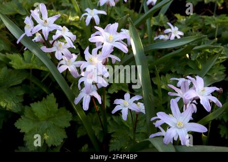 Scilla forbesii chionodoxa ‘Pink Giant’ Squill Pink Giant – muschelrosa sternförmige Blüten mit weißem Zentrum, März, England, Großbritannien Stockfoto