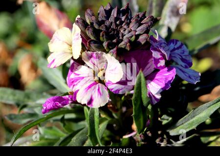 Erysimum cheiri ‘My Old Mom’ oder ‘Devon Sunset’ Wallflower My Old Mom oder Devon Sunset – weiße und gelbe Blumen mit violetten Streifen, März, England, Stockfoto