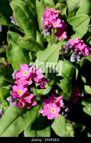 Myosotis alpestris Rose pink Forget-me-not – sternförmige rosa Blüten mit gelbem Zentrum, März, England, Großbritannien Stockfoto