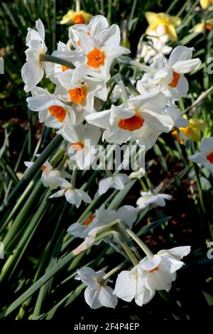 Narcissus ‘Cragford’ / Daffodil Cragford Division 8 Tazetta Daffodils Mehrköpfige, stark duftende Narzissen mit orangefarbenem Becher, März, England, Großbritannien Stockfoto