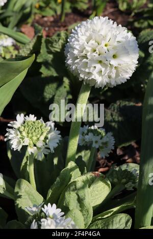 Primula denticulata ‘Alba’ Drumstick Primrose Alba – weißer kugelförmiger Blütenkopf auf aufrechtem Stamm, März, England, Großbritannien Stockfoto