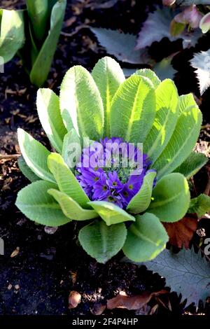 Primula denticulata ‘Blue’ Drumstick Primrose Blue - auftauchender violetter kugelförmiger Blütenkopf aus basaler Blattrosette, März, England, Großbritannien Stockfoto