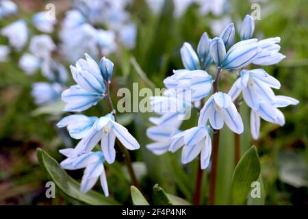 Scilla mischtschenkoana ‘Tubergeniana’ Misczenko squill Tubergeniana – weiße glockenförmige Blüten mit blauen Adern, März, England, Großbritannien Stockfoto