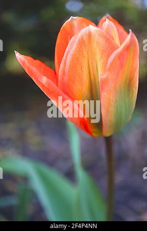 Tulipa ‘Orange Emperor’ Fosteriana 13 Orange Emperor Tulpe – orange Tulpen mit grünen Flammen, März, England, Großbritannien Stockfoto