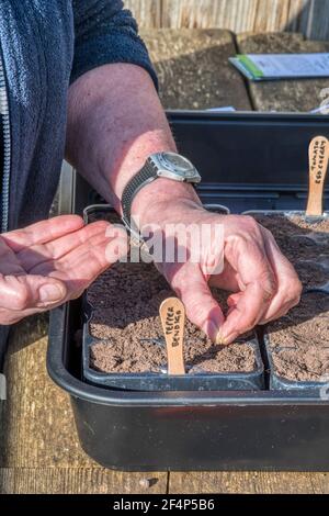 Frau Pflanzung Pfeffer Bendigo F1, Capsicum annuum, Re-Verwendung von Kunststoff-Saatschalen mit Lollipop Sticks als Etiketten. Stockfoto