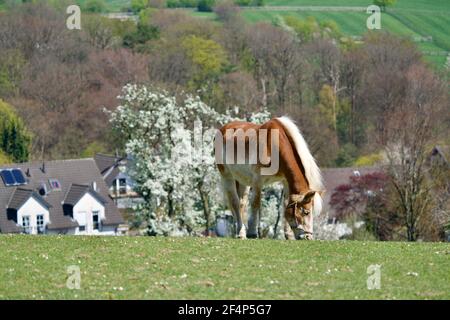 Pferd auf der Wiese von Eipringhausen Stockfoto