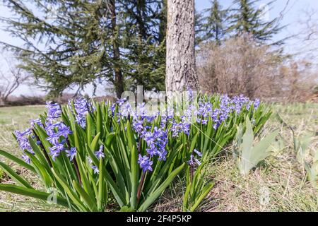 Schöne blühende Hyazinthen im frühen Frühjahr Stockfoto