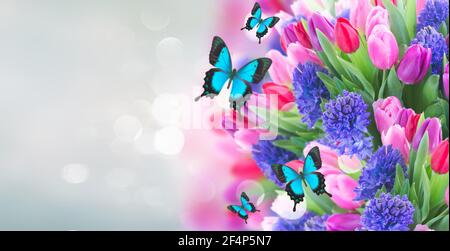 Blumenstrauß aus blauen Hyazinthen und Tulpen Stockfoto