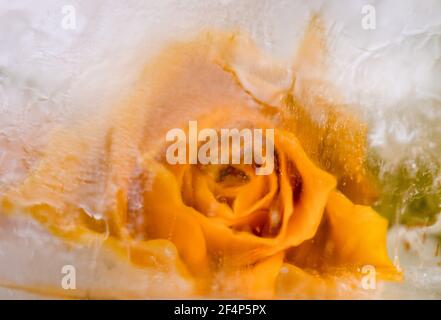 Bunte Rosenblüten im Eis gefroren, ein Symbol für das langsame Auftauen des kommenden Frühlings. Stockfoto