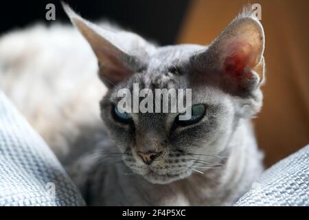 Nahaufnahme einer grauen Devon Rex Katze Stockfoto