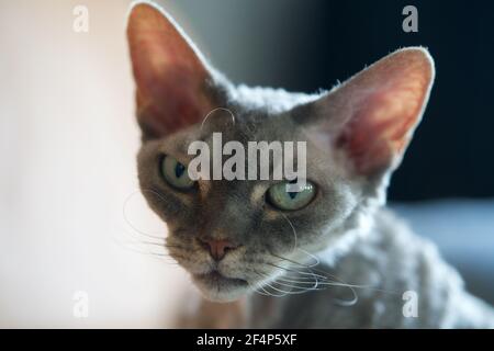 Devon Rex mit grünen Augen Stockfoto