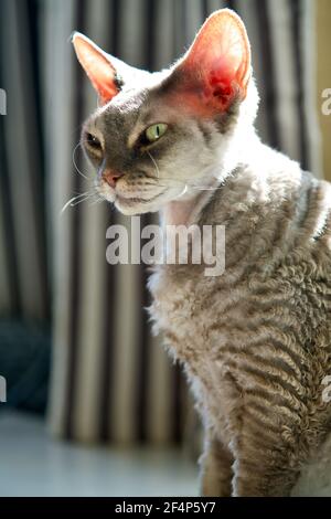 Körper eines grauen Devon Rex Stockfoto