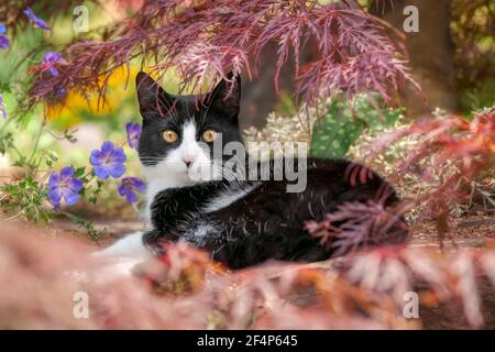 Niedliche Katze, Smoking Muster schwarz und weiß bicolor, Europäische Kurzhaar, ruht unter einem japanischen Ahorn in einem blühenden Garten und sieht neugierig aus Stockfoto