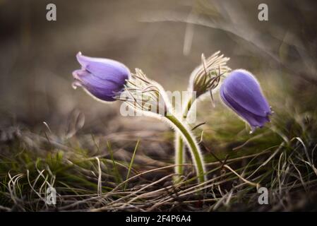 Frühlingsblumen, Pulsatilla vernalis Frühlingsblumen in der Dämmerung geschlossen Nahaufnahme Stockfoto