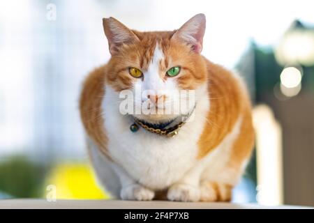 Gelbe Katze mit zweifarbigen Augen Stockfoto