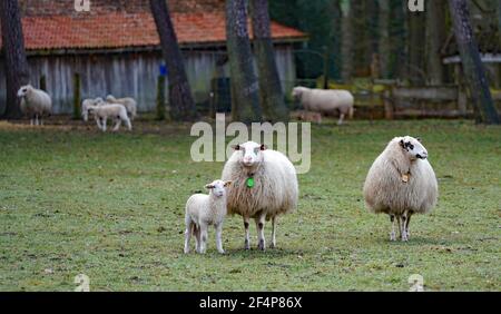 Zwei Mutterschafe und ein Lamm. Andere Schafe sind im Hintergrund nicht fokussiert. Stockfoto