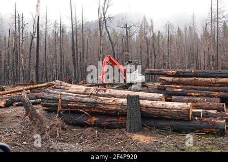 Die ausgebrannten Wälder in der Nähe der kleinen Dorfanlage von Blue River, Oregon, nach dem Waldbrand auf der Holiday Farm, der das McKenzie River Valley i hinunterfegte Stockfoto