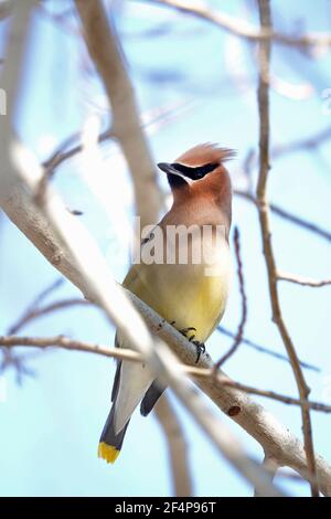 Portrait eines Zedernwachsflügels singvogel, Bombycilla cedrorum, ein kleiner Singvogel, der in den Vereinigten Staaten und Kanada verbreitet ist. Stockfoto