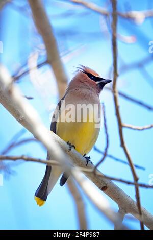 Portrait eines Zedernwachsflügels singvogel, Bombycilla cedrorum, ein kleiner Singvogel, der in den Vereinigten Staaten und Kanada verbreitet ist. Stockfoto