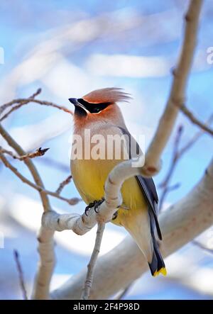 Portrait eines Zedernwachsflügels singvogel, Bombycilla cedrorum, ein kleiner Singvogel, der in den Vereinigten Staaten und Kanada verbreitet ist. Stockfoto