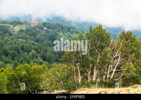 Weiße Birken auf dem dunklen Lavaboden des Vulkans Ätna, Italien Stockfoto