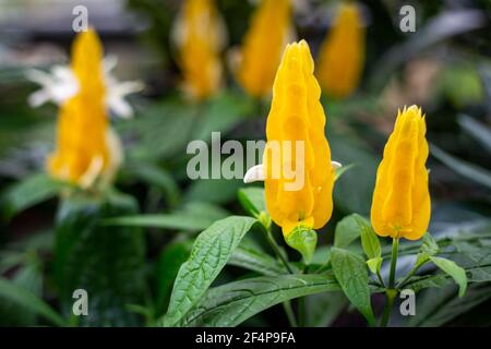 Eine Nahaufnahme der gelben Blüten der goldenen Garnelenpflanze, Pachystachys lutea, in einem Gewächshaus in einem öffentlichen Garten in Christchurch, Neuseeland. Stockfoto