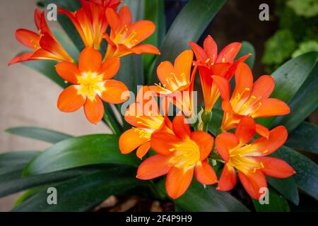 Die leuchtend orange Blüten auf einer Clivia miniata, in einem Gewächshaus in Neuseeland angebaut Stockfoto