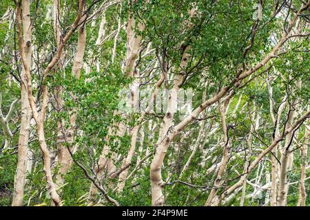 Weiße Birken auf dem dunklen Lavaboden des Vulkans Ätna, Italien Stockfoto