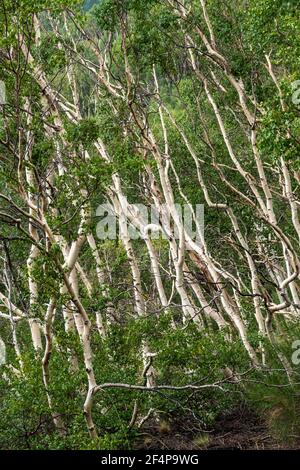 Weiße Birken auf dem dunklen Lavaboden des Vulkans Ätna, Italien Stockfoto