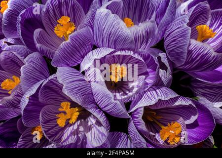 Erste Krokusblüte des Frühlings. Sie ist eine Gattung von blühenden Pflanzen in der Familie der Iris mit 90 Arten von Stauden, die aus Kormen wachsen. Stockfoto