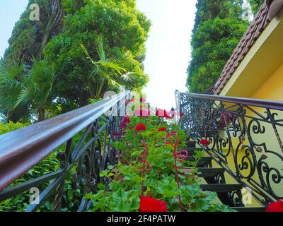 Geranienblumen stehen auf Metallstufen mit geschmiedeten gemusterten Geländern im Freien. Die Treppe führt hinauf Stockfoto