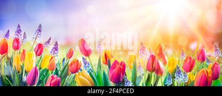 Abstrakt Defokussierten Frühling Hintergrund - Tulpen Und Hyazinthe Blumen In Sonnenfeld Stockfoto