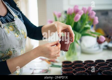 No Face Frau, die Aufkleber Notizen auf kleine Töpfe mit gepflanzten Samen in der Küche zu Hause. Vorbereitung für neue Küchengartensaison. Aussaat von Samen. Weich Stockfoto
