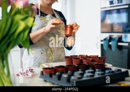 No Face Frau Pflanzen Samen in kleinen Töpfen in der Küche zu Hause. Vorbereitung für neue Küchengartensaison. Aussaat von Samen. Weicher selektiver Fokus, Kopierbereich. Stockfoto